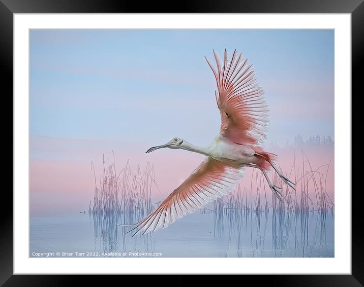 In the pink  Framed Mounted Print by Brian Tarr