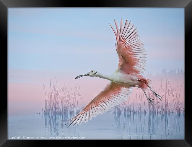 In the pink  Framed Print by Brian Tarr