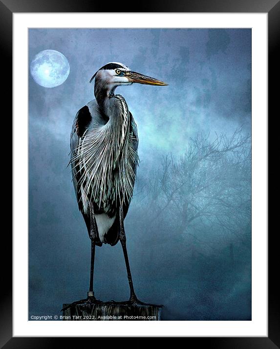 Moonlight Blue  Framed Mounted Print by Brian Tarr