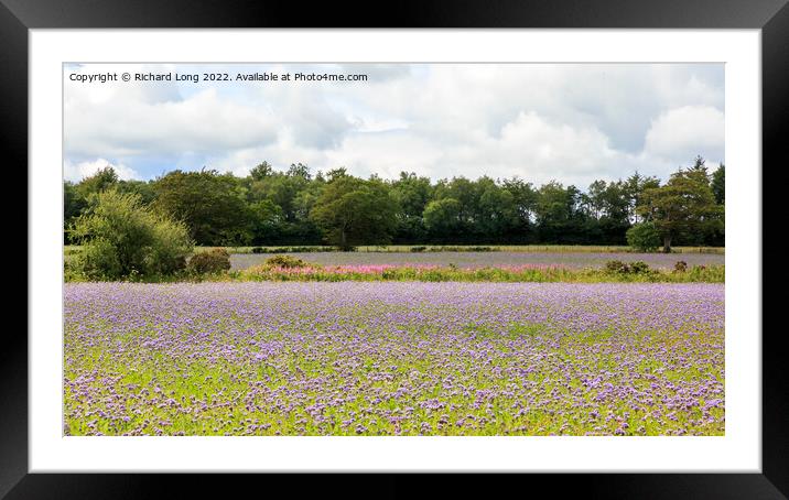 Phacelia flowers cover crop Framed Mounted Print by Richard Long