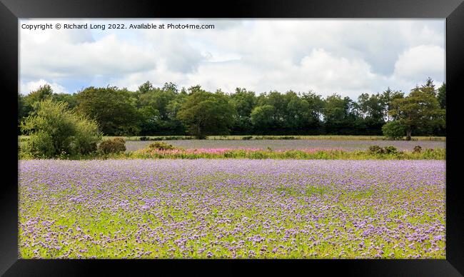 Phacelia flowers cover crop Framed Print by Richard Long