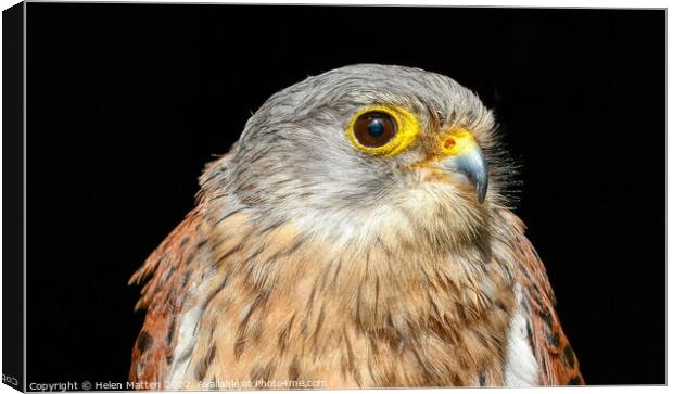 Common Kestrel Falco Tinnunculus close up 1 Canvas Print by Helkoryo Photography
