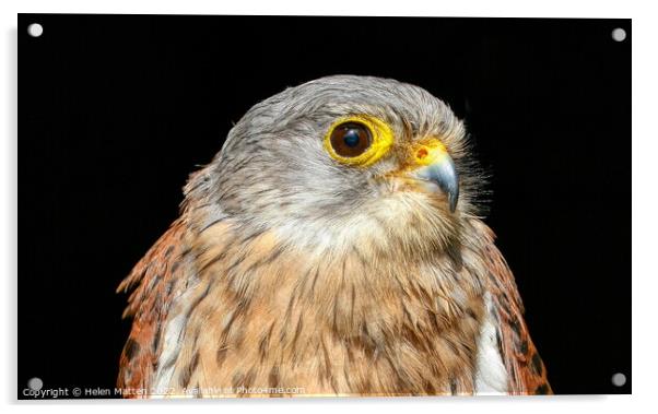 Common Kestrel Falco Tinnunculus close up 1 Acrylic by Helkoryo Photography