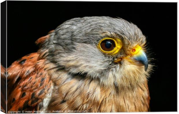 Common Kestrel Falco Tinnunculus close up 2 Canvas Print by Helkoryo Photography