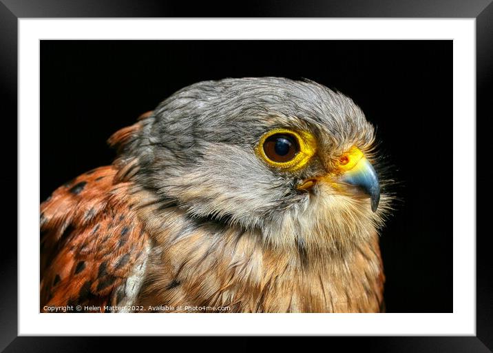 Common Kestrel Falco Tinnunculus close up 2 Framed Mounted Print by Helkoryo Photography