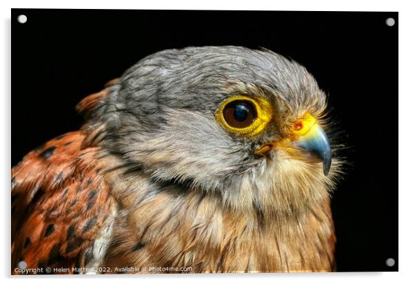 Common Kestrel Falco Tinnunculus close up 2 Acrylic by Helkoryo Photography