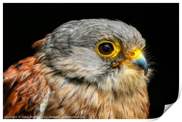 Common Kestrel Falco Tinnunculus close up 2 Print by Helkoryo Photography