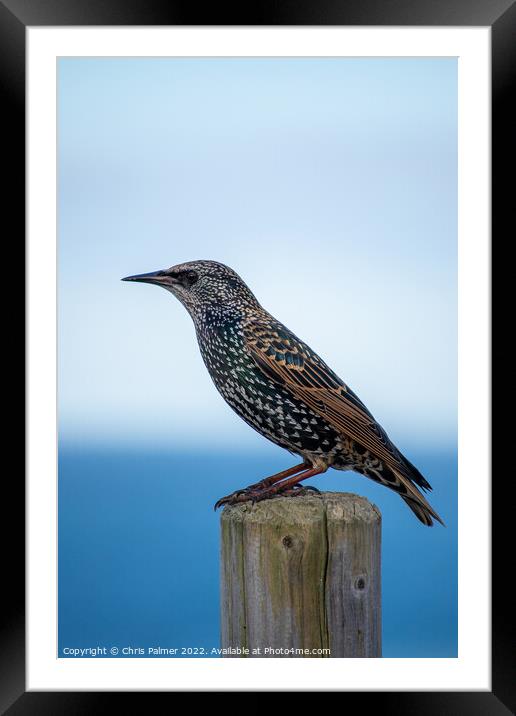Starling perching on a post Framed Mounted Print by Chris Palmer