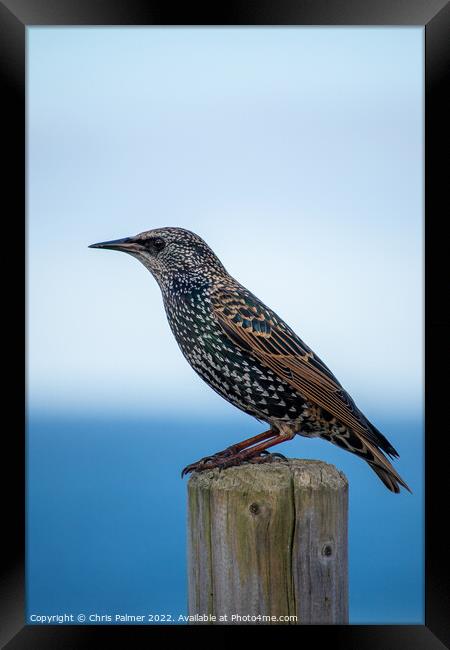 Starling perching on a post Framed Print by Chris Palmer