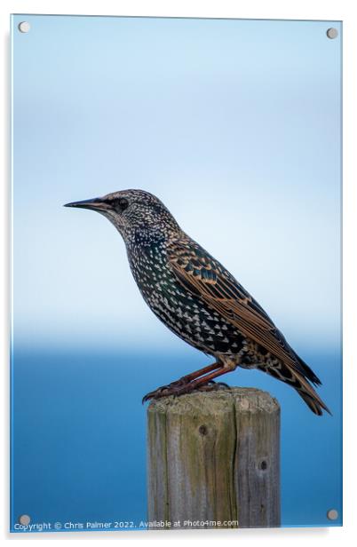 Starling perching on a post Acrylic by Chris Palmer
