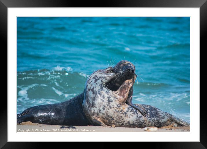 Seals embrace Framed Mounted Print by Chris Palmer