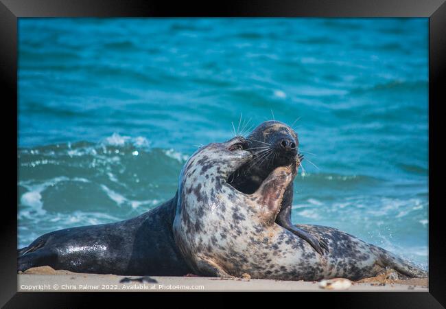 Seals embrace Framed Print by Chris Palmer