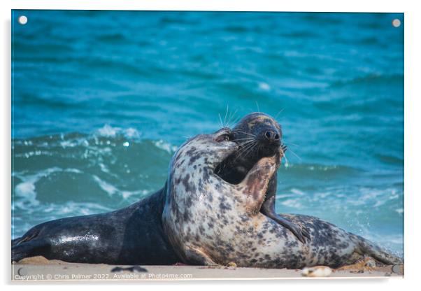 Seals embrace Acrylic by Chris Palmer