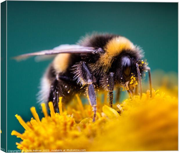 Bee with pollen  Canvas Print by Chris Palmer