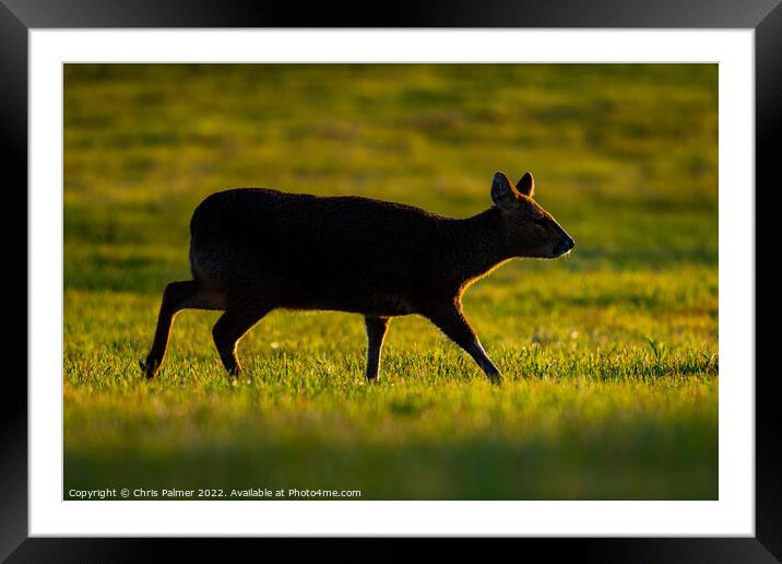 Chinese water deer backlit Framed Mounted Print by Chris Palmer