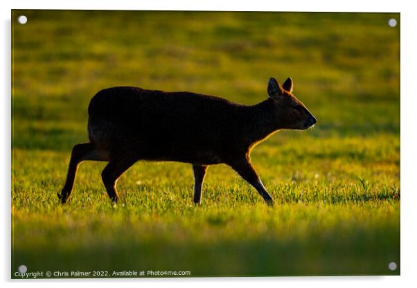 Chinese water deer backlit Acrylic by Chris Palmer