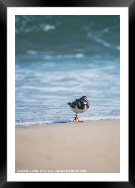 Turnstone at the beach Framed Mounted Print by Chris Palmer