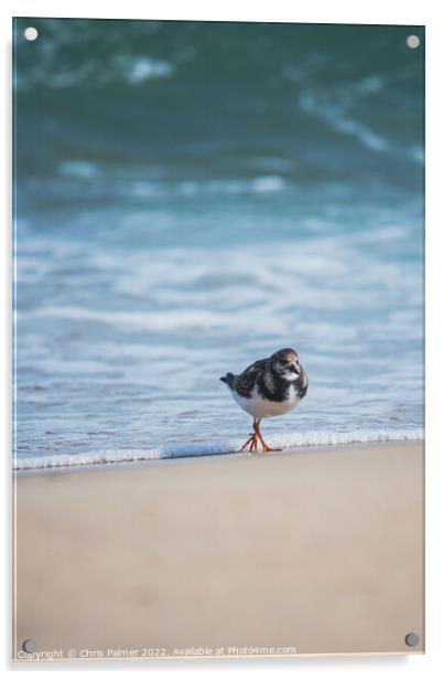 Turnstone at the beach Acrylic by Chris Palmer