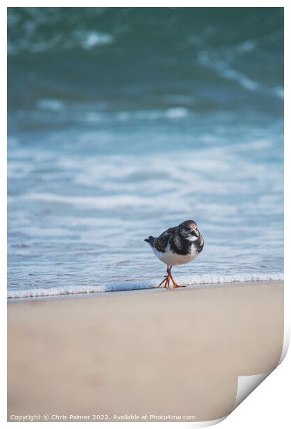 Turnstone at the beach Print by Chris Palmer