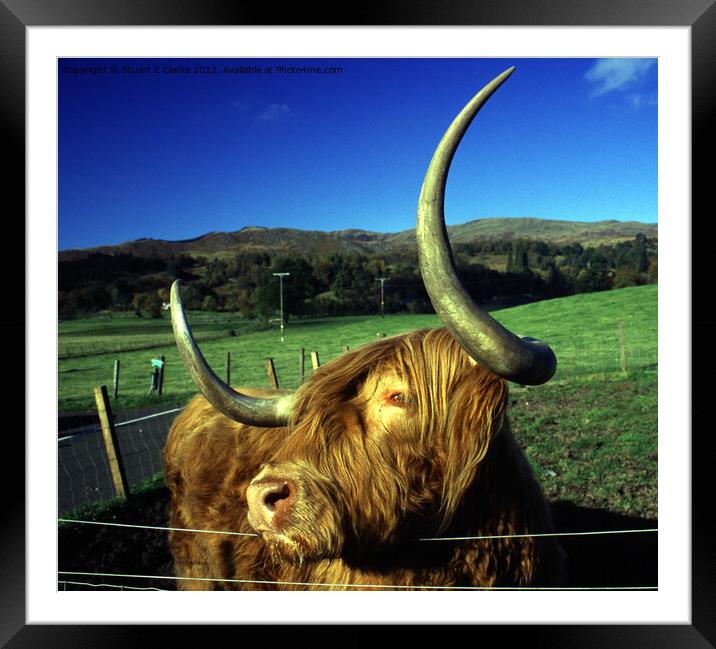 Highland cattle Framed Mounted Print by Stuart C Clarke