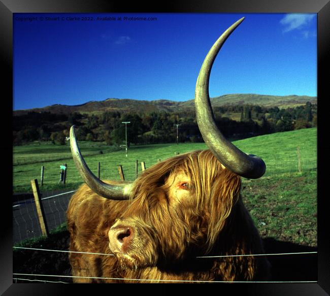 Highland cattle Framed Print by Stuart C Clarke