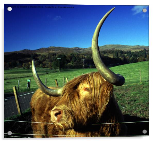 Highland cattle Acrylic by Stuart C Clarke