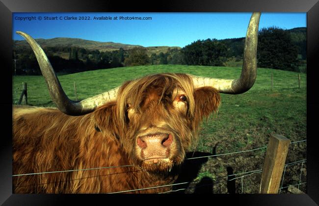 Highland cattle Framed Print by Stuart C Clarke