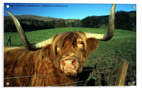 Highland cattle Acrylic by Stuart C Clarke