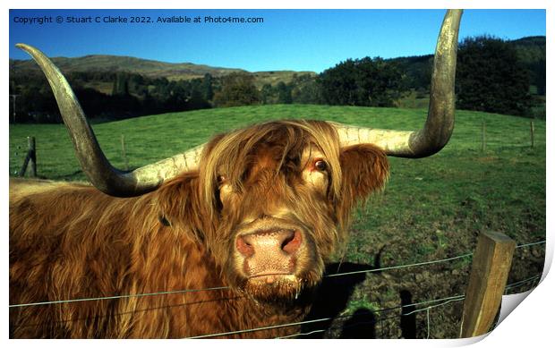 Highland cattle Print by Stuart C Clarke