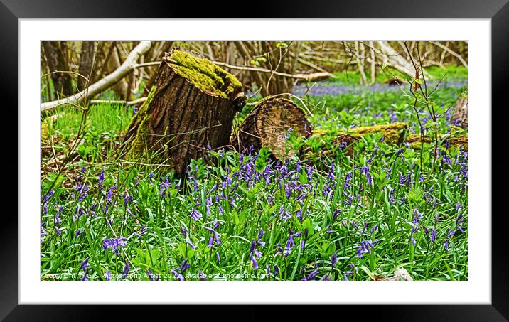 Bluebells All Around Framed Mounted Print by GJS Photography Artist