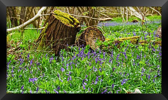 Bluebells All Around Framed Print by GJS Photography Artist