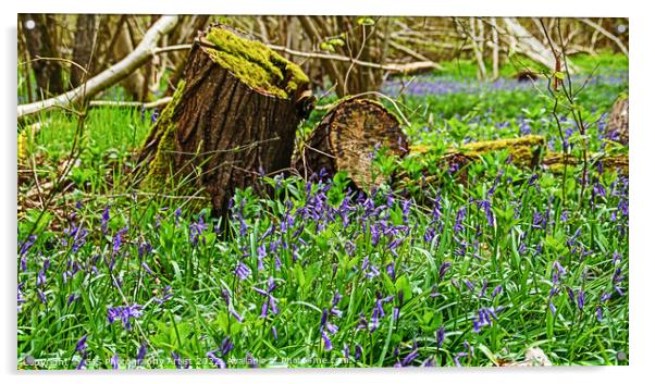 Bluebells All Around Acrylic by GJS Photography Artist