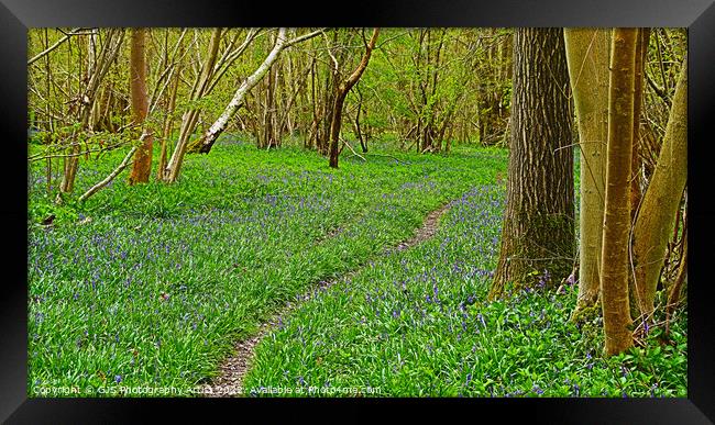 Bluebells with Narrow Track Framed Print by GJS Photography Artist