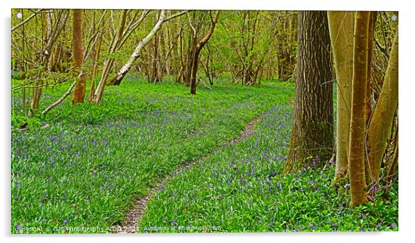Bluebells with Narrow Track Acrylic by GJS Photography Artist