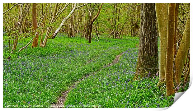 Bluebells with Narrow Track Print by GJS Photography Artist