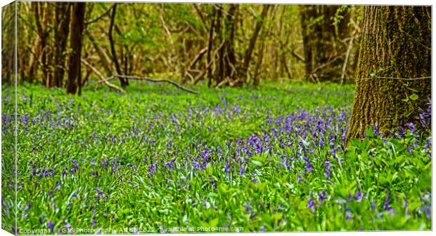 Carpet of BlueBells Canvas Print by GJS Photography Artist