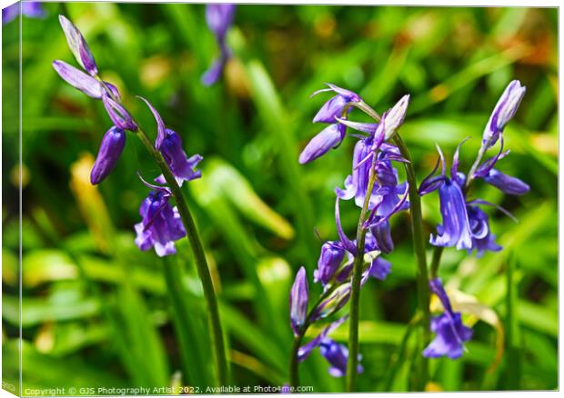 Bluebells  Canvas Print by GJS Photography Artist