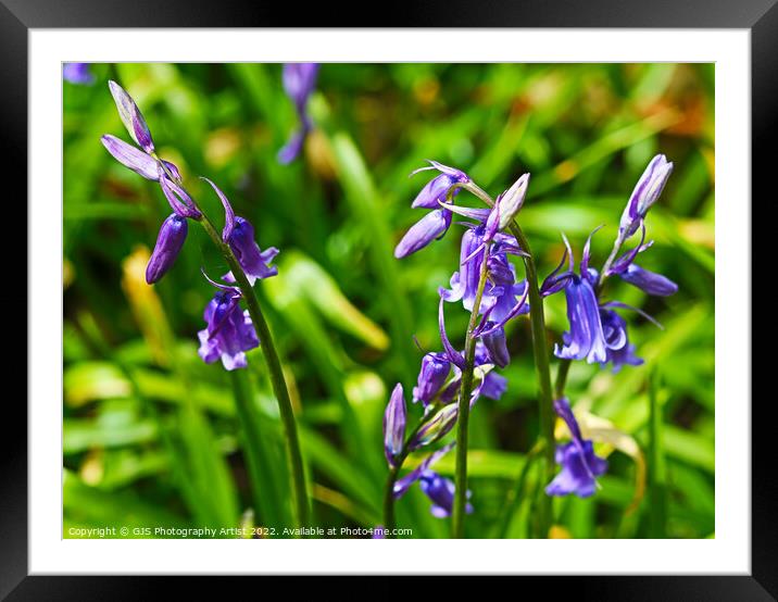 Bluebells  Framed Mounted Print by GJS Photography Artist