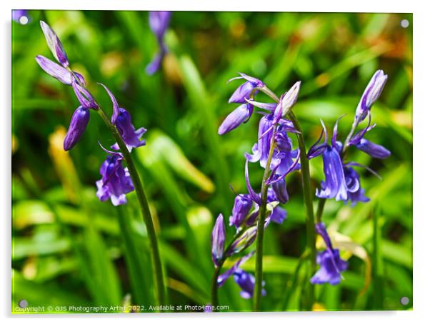 Bluebells  Acrylic by GJS Photography Artist