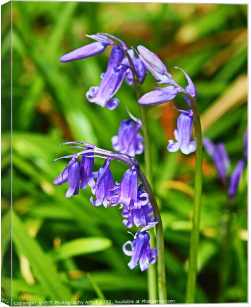 Bluebell Flower Head Canvas Print by GJS Photography Artist