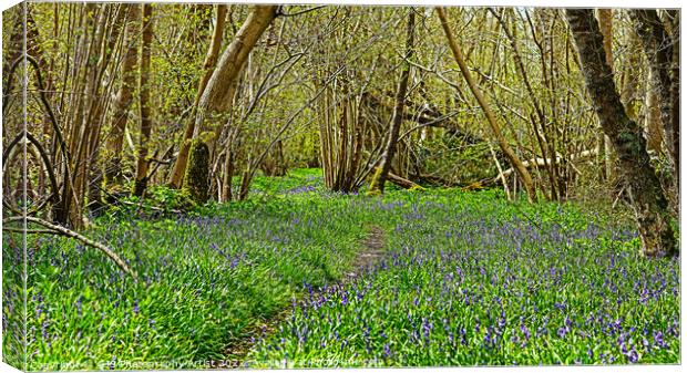Bluebell Path Canvas Print by GJS Photography Artist