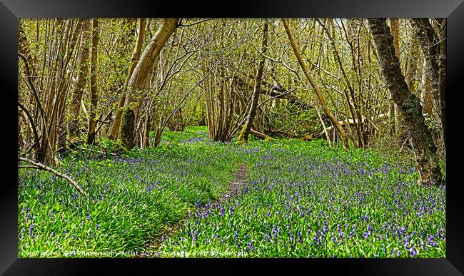 Bluebell Path Framed Print by GJS Photography Artist
