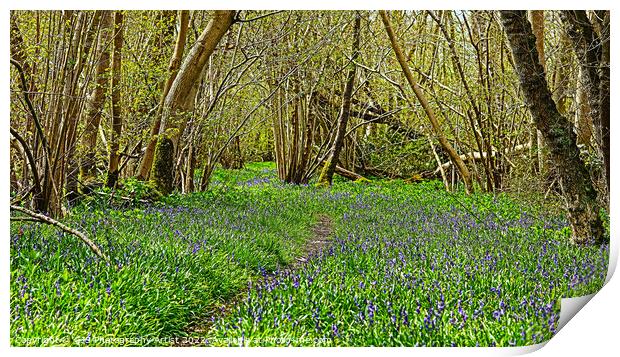 Bluebell Path Print by GJS Photography Artist
