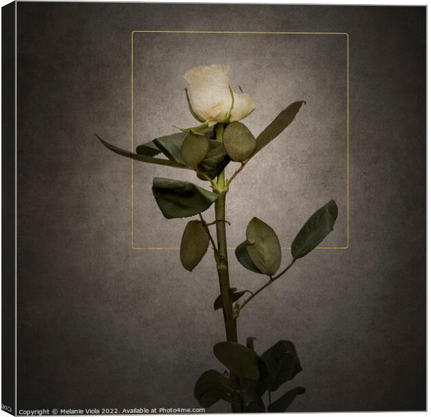 Graceful white Rose | vintage style  Canvas Print by Melanie Viola