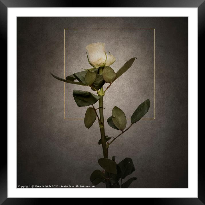 Graceful white Rose | vintage style  Framed Mounted Print by Melanie Viola