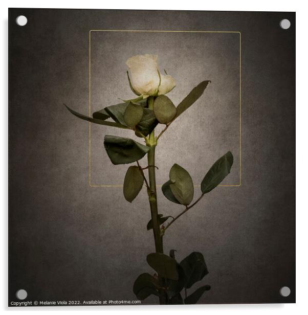 Graceful white Rose | vintage style  Acrylic by Melanie Viola