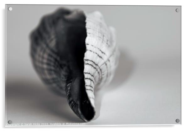 Abstract Shell Acrylic by Sarah Hicks