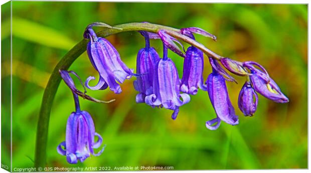 Bluebell Closeup HDR Canvas Print by GJS Photography Artist