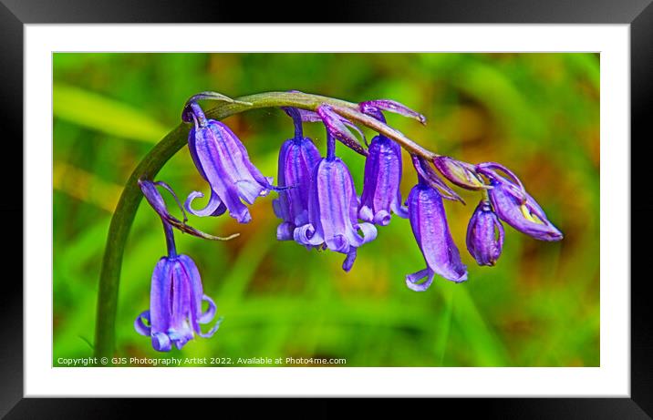 Bluebell Closeup HDR Framed Mounted Print by GJS Photography Artist