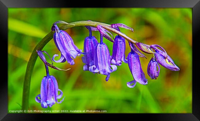 Bluebell Closeup HDR Framed Print by GJS Photography Artist